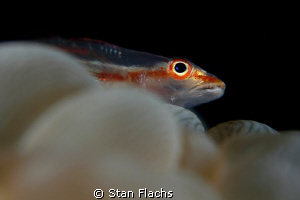goby on bubbles by Stan Flachs 